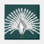 Magnet blanc de paon aimants