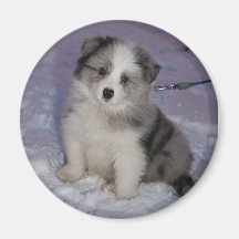 Magnet - Border Collie Puppy.JPG