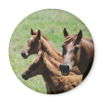 Magnet - Chestnut Mare & Foals