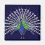 Magnet de paon aimant