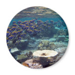 Magnet - Powder Blue Surgeon Fish