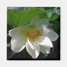 Magnet with delicate white Lotus Flower