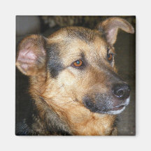 Magnet with dog