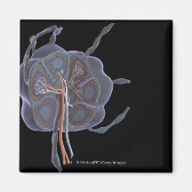 Magnified look of a lymph node refrigerator magnets