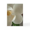 magnolia 2 cards
