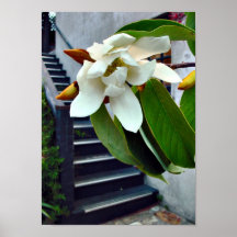 Magnolia and stairs poster