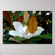 Magnolia Beauty Posters