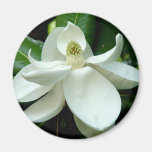Magnolia Bloom Magnet
