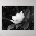 Magnolia Bloom Print