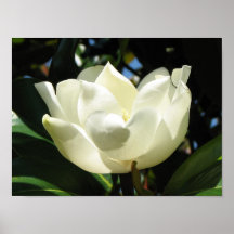 Magnolia Bloom Poster