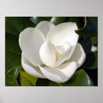 Magnolia Bloom Print