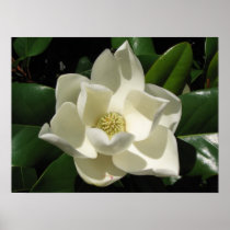 Magnolia Bloom Poster