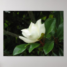 Magnolia Bloom Poster