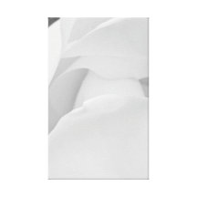 Magnolia Blossom Stretched Canvas Print