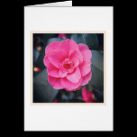 Magnolia Blossom cartes