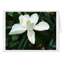 Magnolia Blossom Greeting Cards