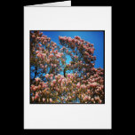Magnolia Blossom cartes