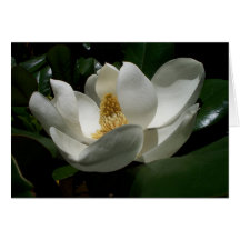 Magnolia Blossom Greeting Cards