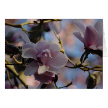 Magnolia blossom greeting cards