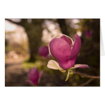Magnolia Blossom Greeting Cards