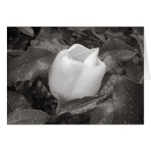 Magnolia Blossom in B&W Cards