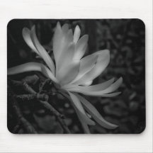 Magnolia Blossom Mousepad