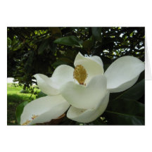 Magnolia Blossom Note Card