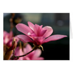 Magnolia Blossom Notecard