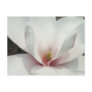 Magnolia Blossom Postcard