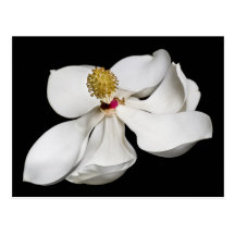 Magnolia Blossom Postcard