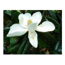 Magnolia Blossom Postcards