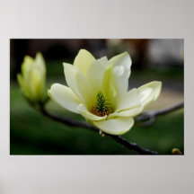 Magnolia Blossom Poster