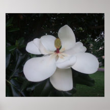 Magnolia Blossom with Company Print