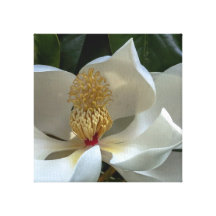 Magnolia Blossom Wrapped On Canvas Stretched Canvas Print