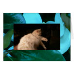 Magnolia Blues / Light & Shadow Cat Greeting Card