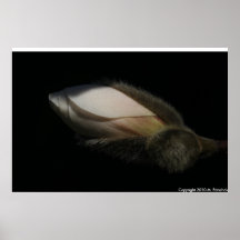 Magnolia bud posters