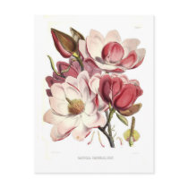 Magnolia campbellii post cards