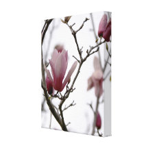 Magnolia Canvas Print