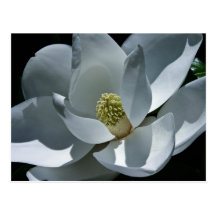 Magnolia - carte postale