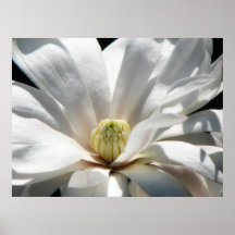 Magnolia Centennial Bloom Print