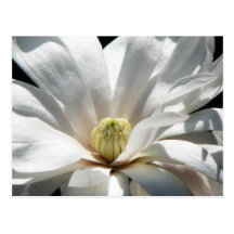 Magnolia Centennial Post Cards