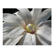 Magnolia Centennial Postcards