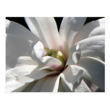 Magnolia Centennial Postcards