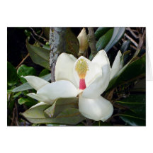 Magnolia Close Card
