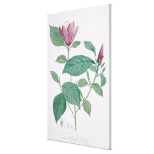 Magnolia discolour, engraved by Legrand (colour li Gallery Wrapped Canvas