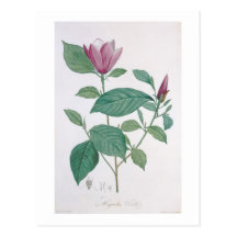 Magnolia discolour, engraved by Legrand (colour li Postcard
