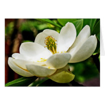 Magnolia Flower Close Up Cards