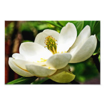 Magnolia Flower Close Up Photo Art