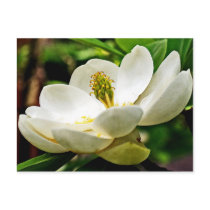 Magnolia Flower Close Up Postcards