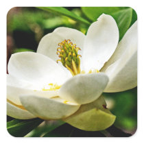 Magnolia Flower Close Up Stickers